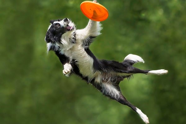 best frisbee for fogs