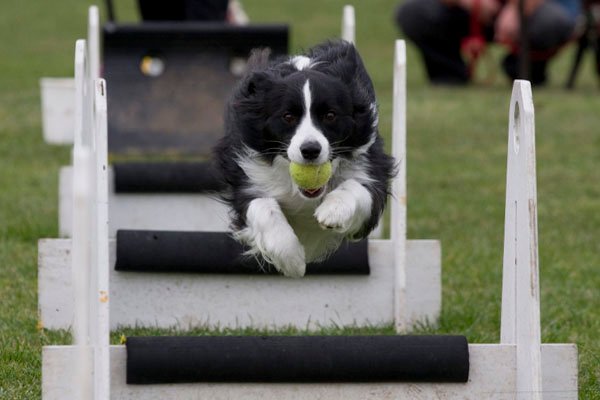 flyball competicion