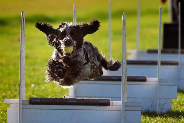 flyball obstaculos
