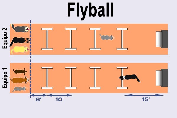campo de flyball